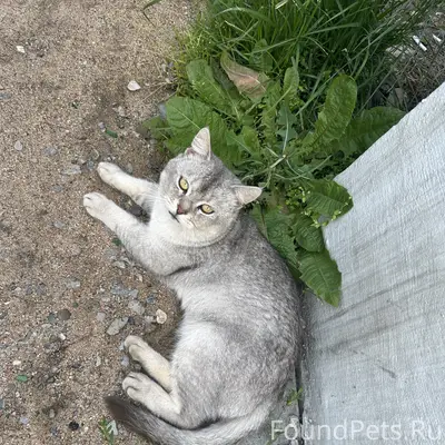 Кот сидит около остановки ГИБДД у перехода через шоссе Энтузиастов
