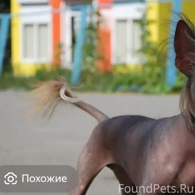 Найдена китайская хохлатая, Батайск, район Гайдара