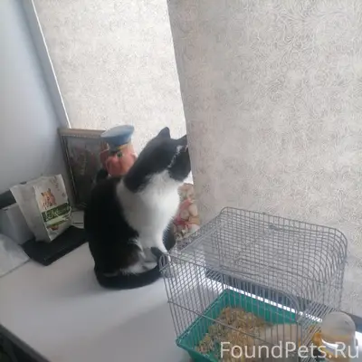 Пропал кот Чупик, район Корнева