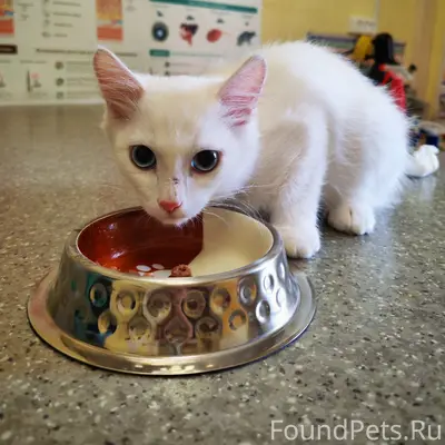 Найден белый котёнок, Коряжма