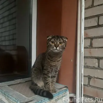 Пропал котёнок, Дружба, 10