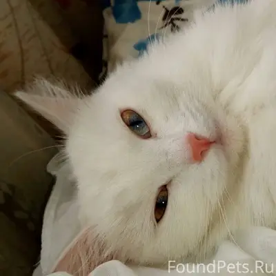 Пропала кошка Бася район водники