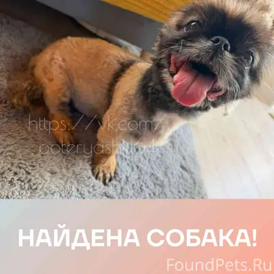 Найден пекинес, Саратов, п. Затон