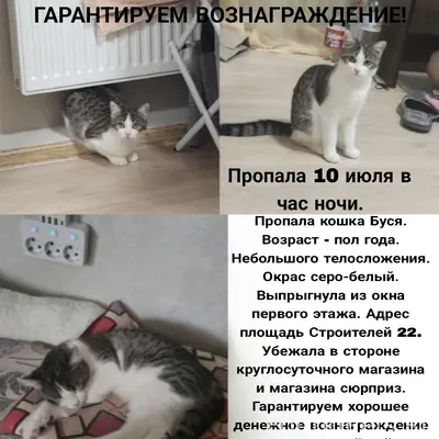 Пропала кошка, [место не указано]