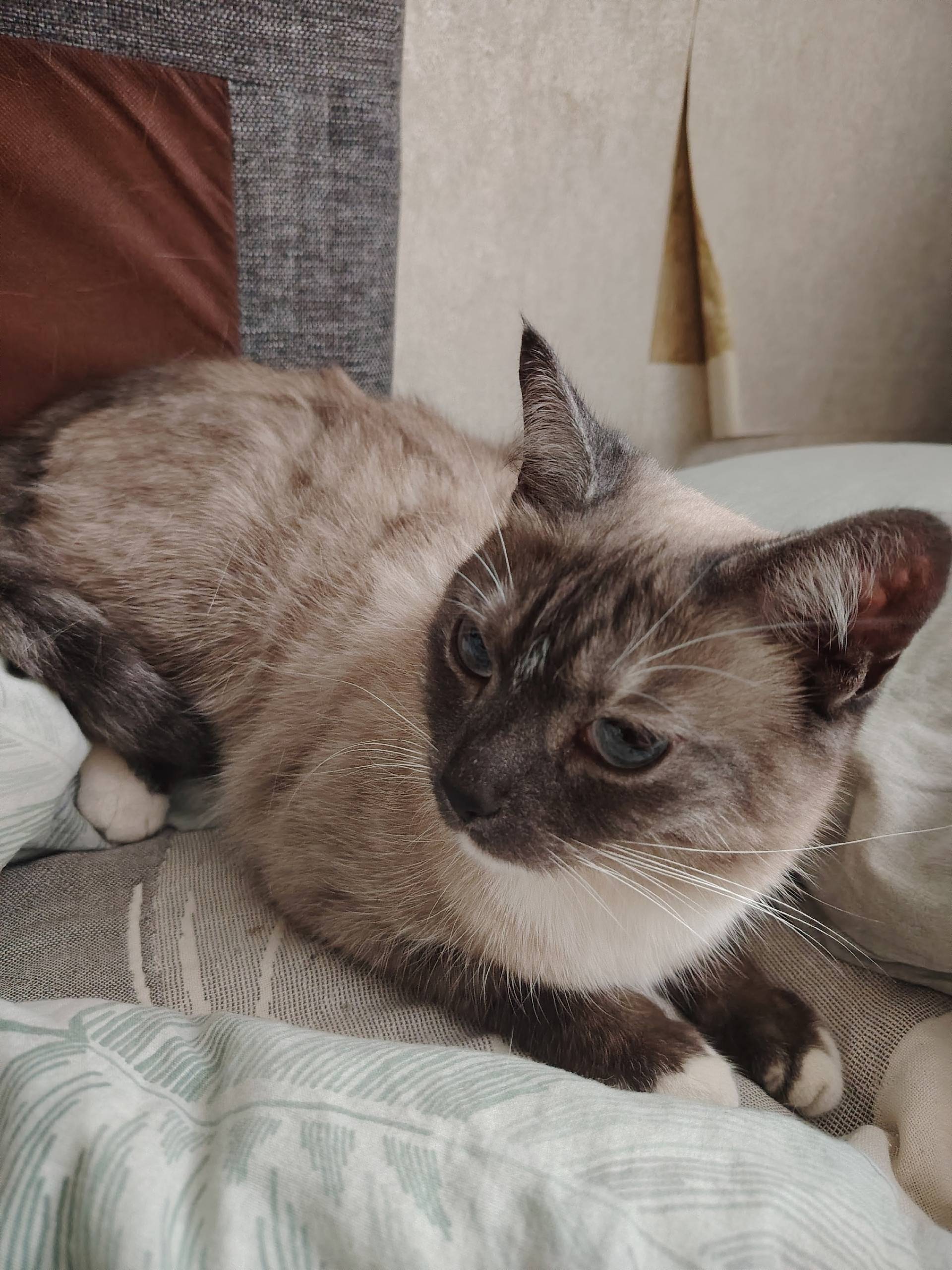 Найдена кошка, Псковская 11