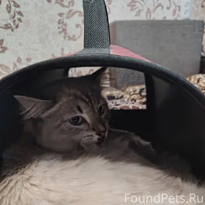 Найдена кошка, Тольятти, ул. Железнодорожная
