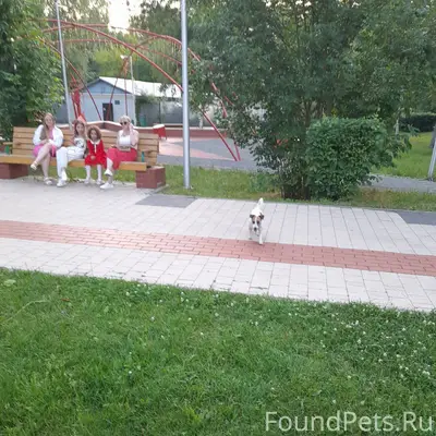 Пропал Джек-рассел, без местоположения