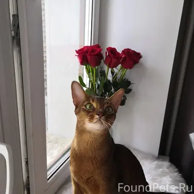 Пропал кот, Малоярославец