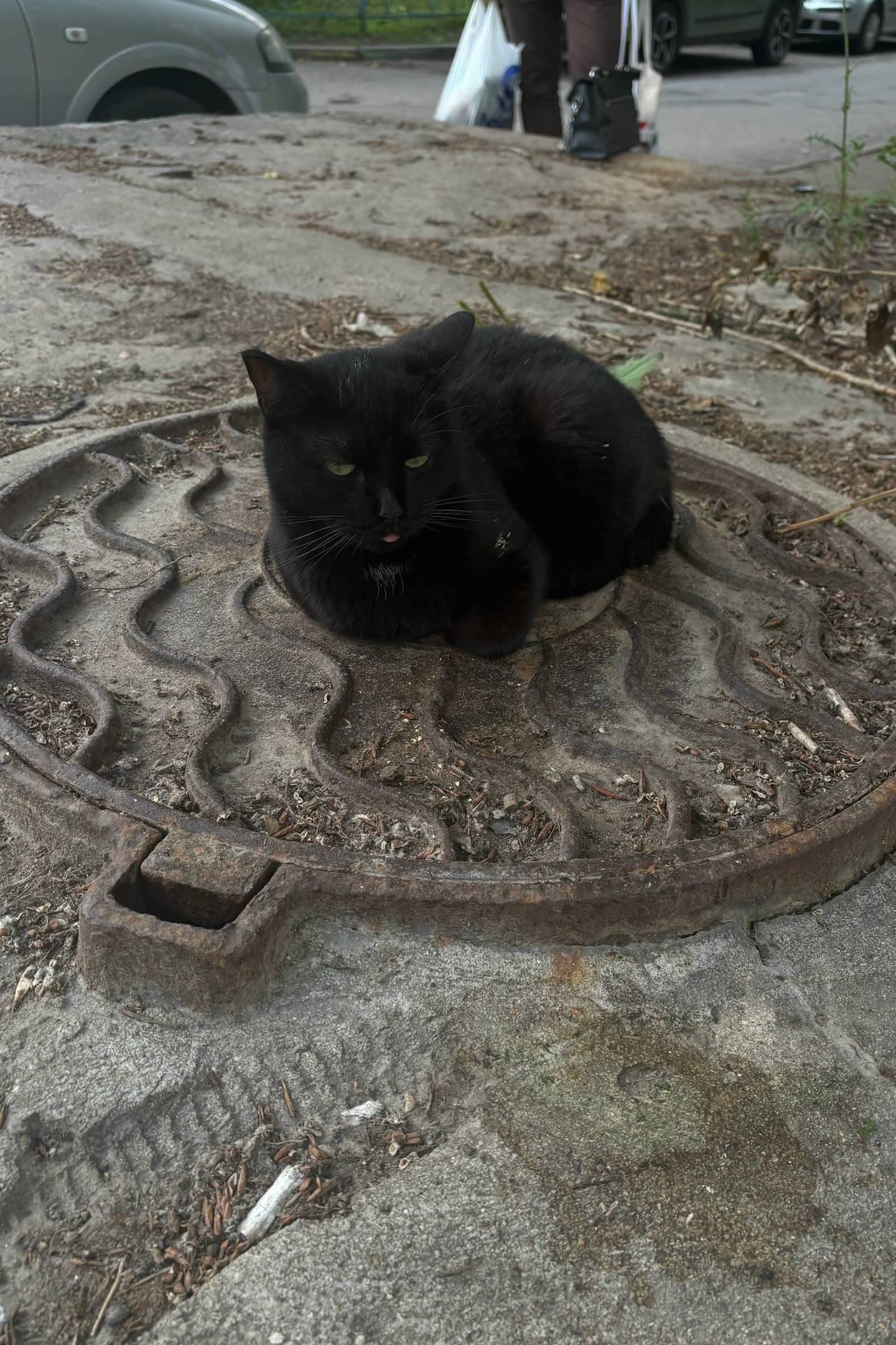 Найден черный котик, Одинцово