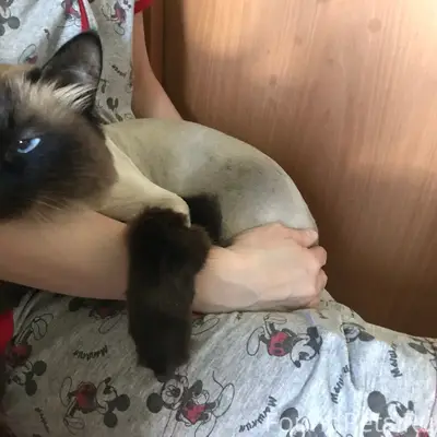 Пропала кошка Ласка, Червишевский тракт