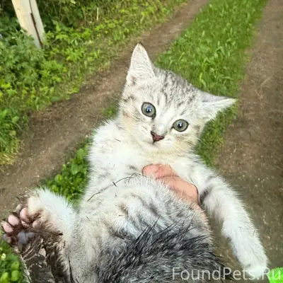 Найден котёнок, г. Ярославль
