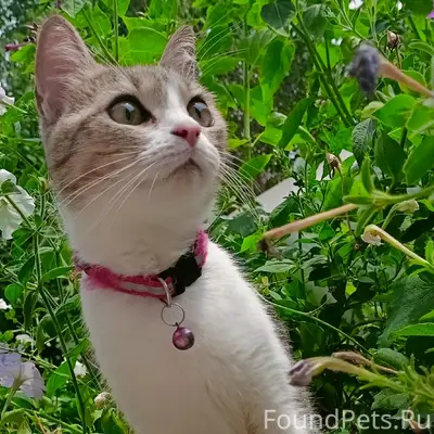 Пропала кошка Лекси, был розовый ошейник