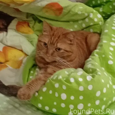 Пропала кошка, Комбул 7/2