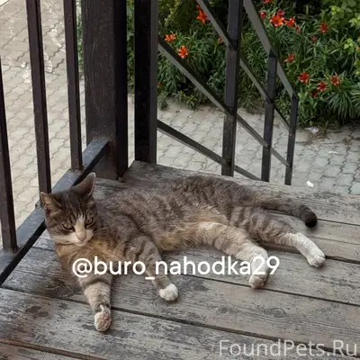 Найдена кошка Поморская, 29 регион