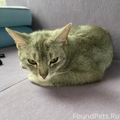 Найдена кошка, Яменское