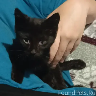 Найден котёнок, район хоккейной коробки