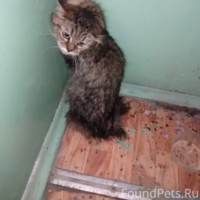 Найдена кошка, Инорс