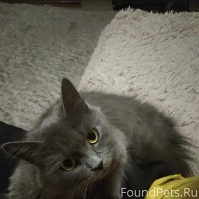 Пропала кошка Сеня, Волгоградская 95