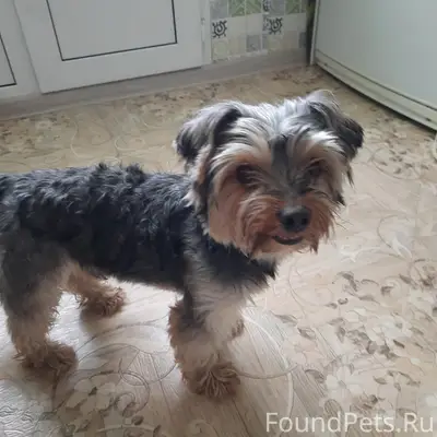 Пропала собака, мжк