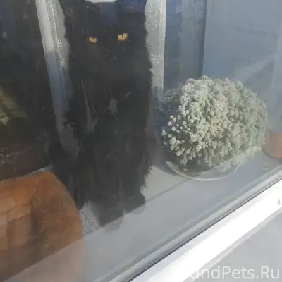 Пропал кот Люцифер, район финских