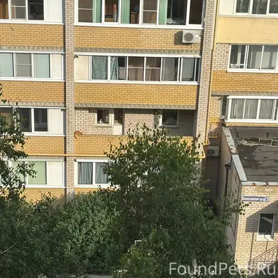 Пропал кот, Васильевский проезд