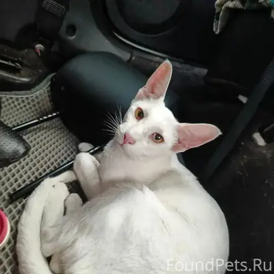 Найдена ориентальная кошка, между Касаргами