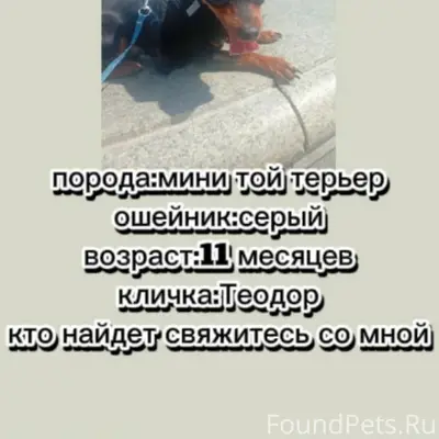 Пропала собака, Ишим