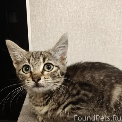 Найден котёнок, улица Бебеля
