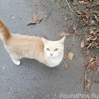 Пропала кошка, район рынка (Бристоль, Молодёжная 11)