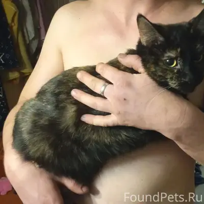 Пропала кошка Мая, улица Седельникова