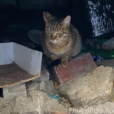 Пропала кошка Муся, Мурманск, Октябрьский район