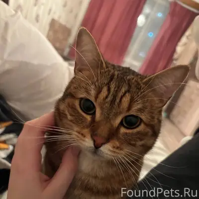 Пропал кот Борзик, район Заря
