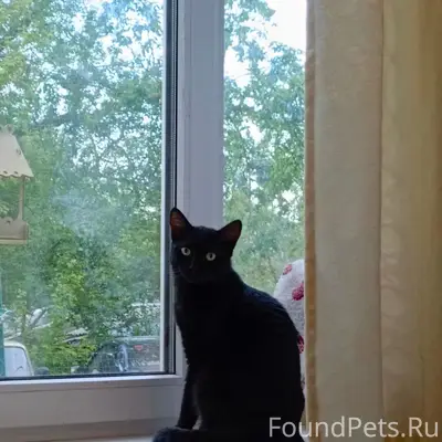 Пропал кот Федя, около подъезда