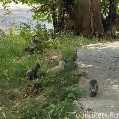Найдены котята и мама-кошка