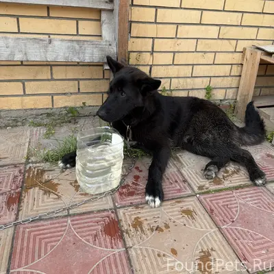 Найденна собака, Калининское шоссе, 8А