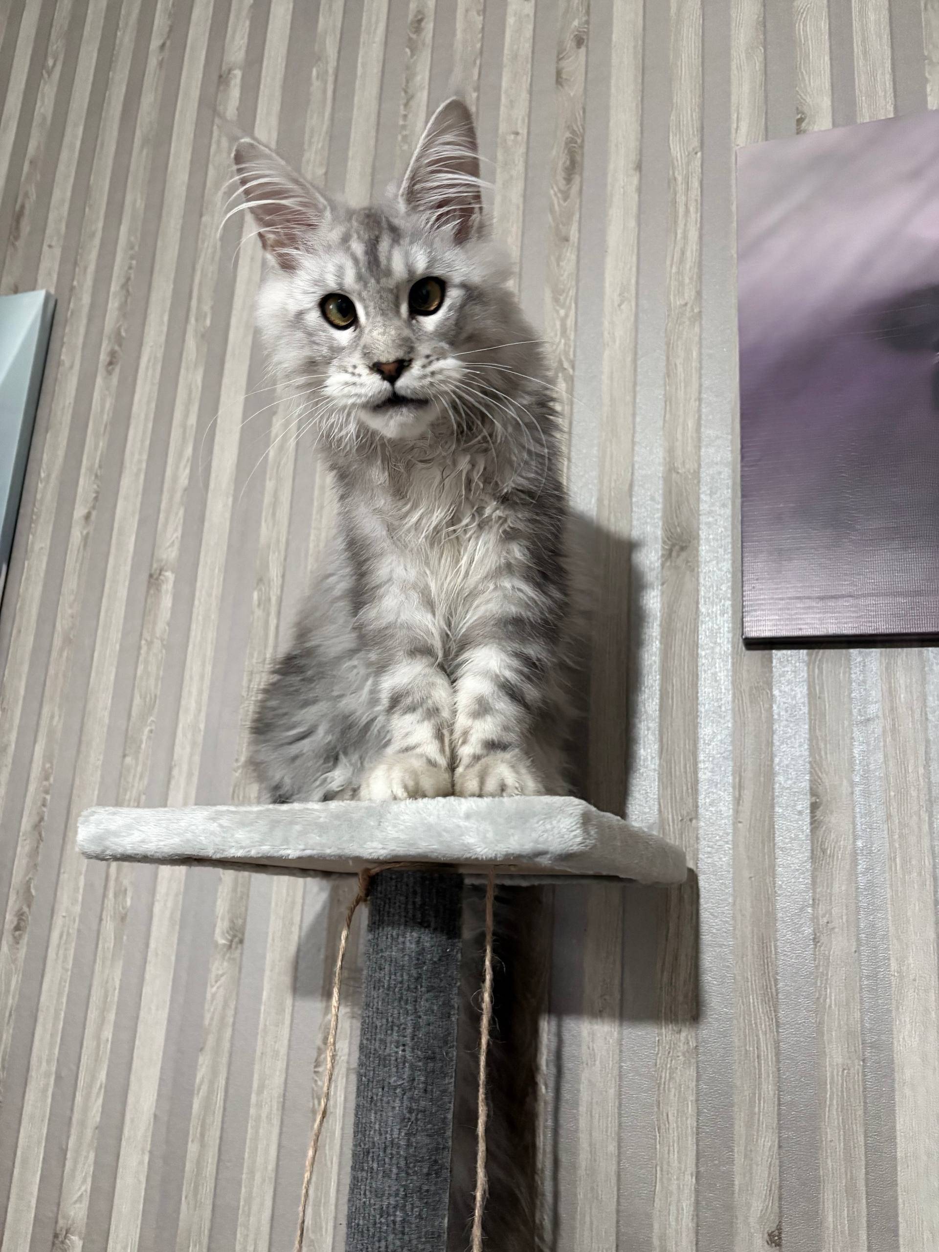 Пропала кошка мейкун Сима, Переборы