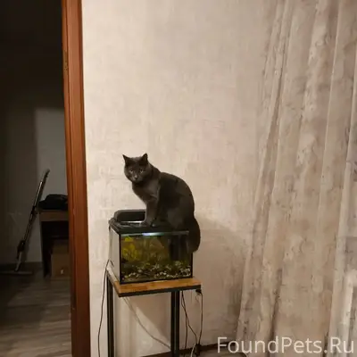 Пропал кот Тимоша, район ул. Парфёнова