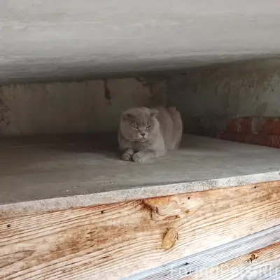 Найдена кошка британец, ул. Красноармейская
