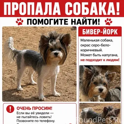 Пропала бивер Йорк Эка, район площадь