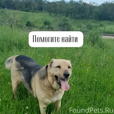Пропал пёс Пьер Безухов, г. Ставрополь