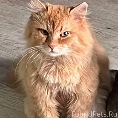 Пропал кот, район Рябикова