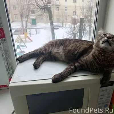 Пропал кот Масяня, город Шуя
