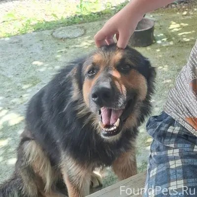 Пропал немец Дик