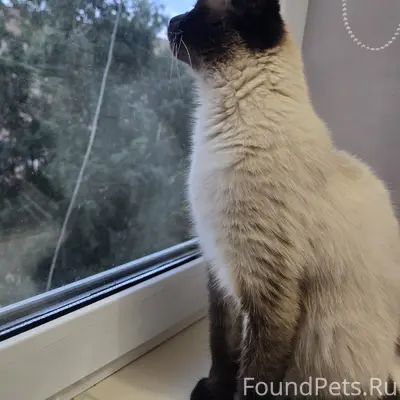 Пропал кот, 4‑й микрорайон
