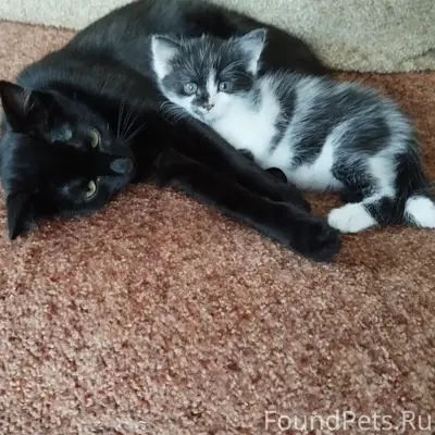 Пропал котёнок