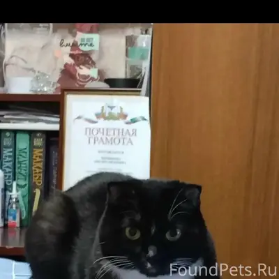 Пропала вислоухая кошка Уна, ул. Железнодорожная