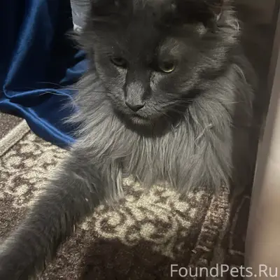 Пропала кошка Дымка, Ангарск