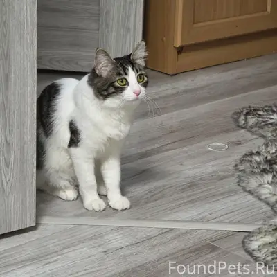 Пропала кошка Сенди, Русская 57 ц корпус 1