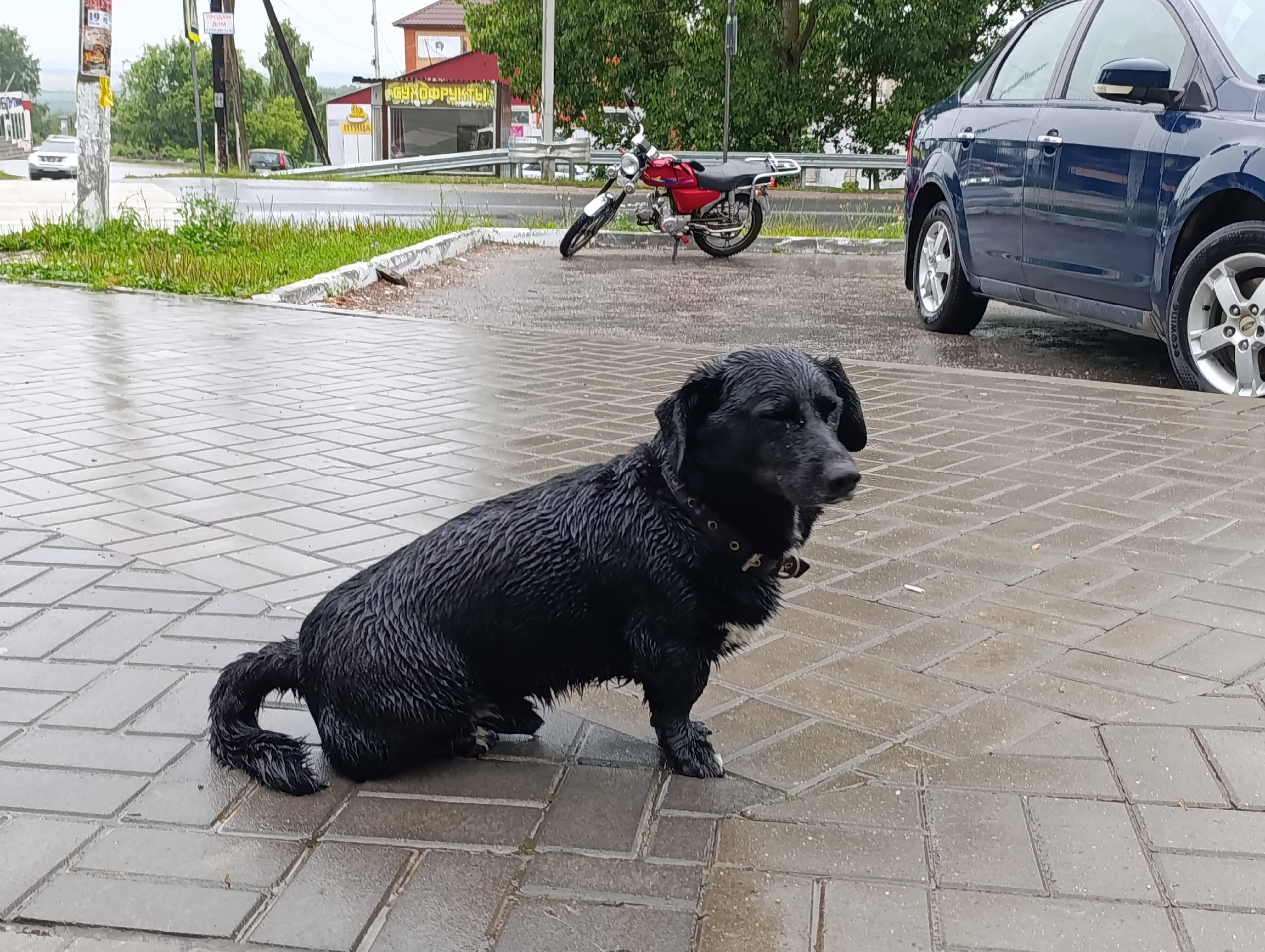 Найдены таксы, мальчик и девочка, р. П. Пронск