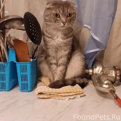 Пропала кошка, улица воронежская